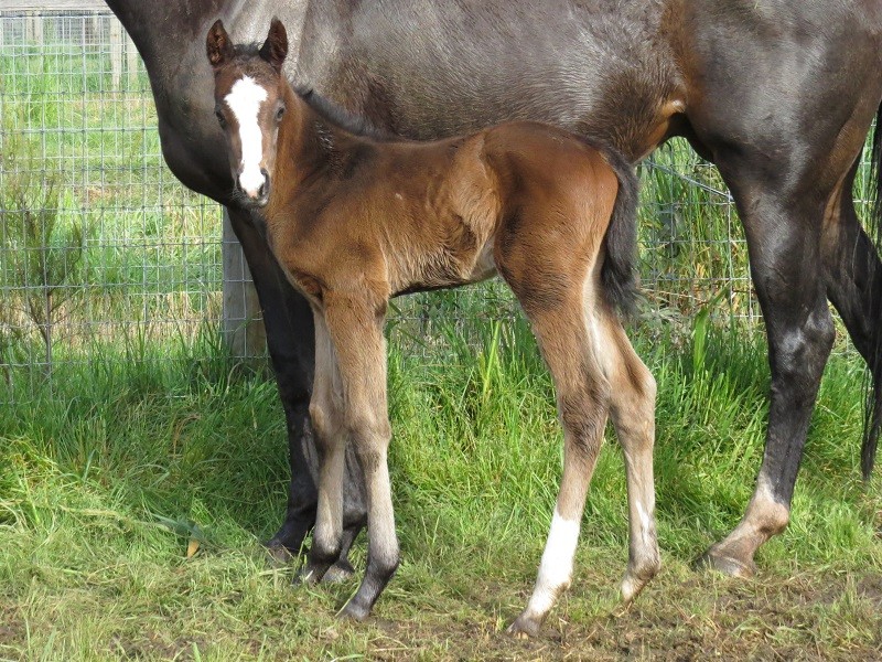 125 Jennio x Tosen Stardom bc 13-9 3d